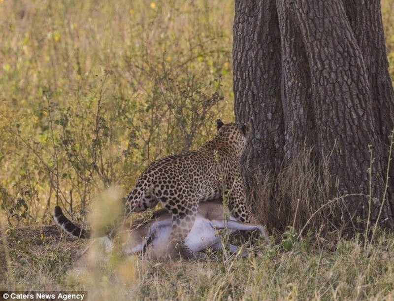 Самка леопарда устроила себе обед на дереве