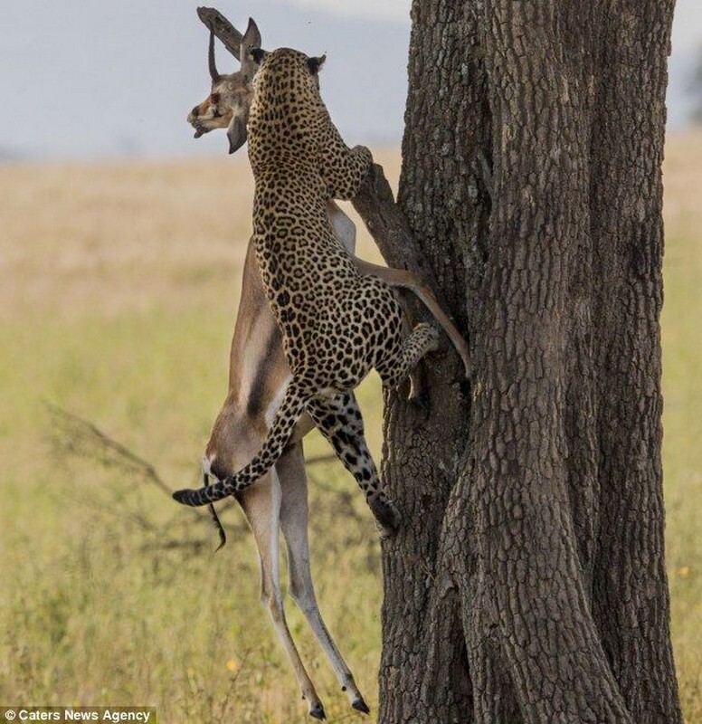 Самка леопарда устроила себе обед на дереве