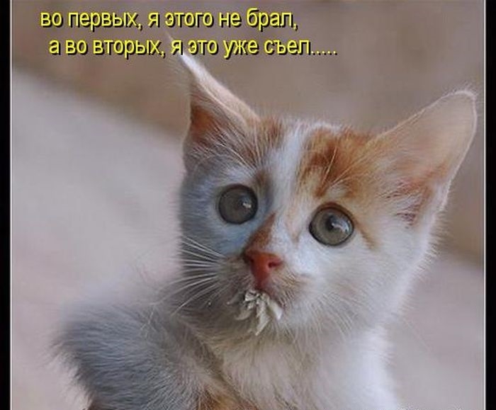 Котоматрицы