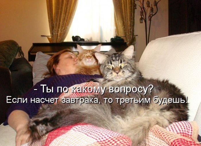 Котоматрицы