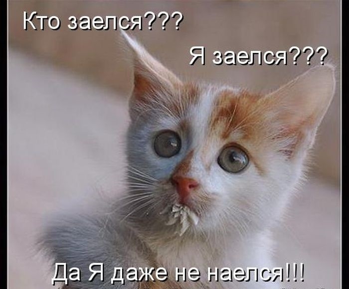 Котоматрицы