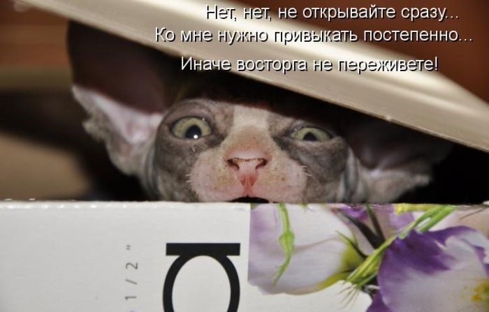 Котоматрицы