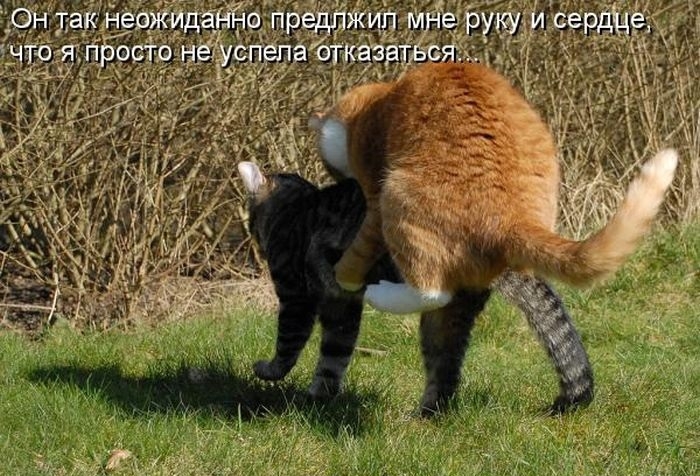 Котоматрицы