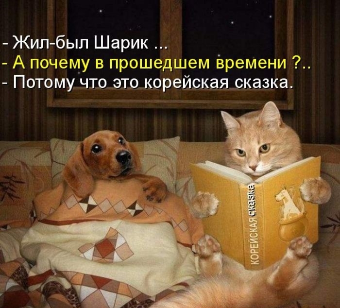 Котоматрицы