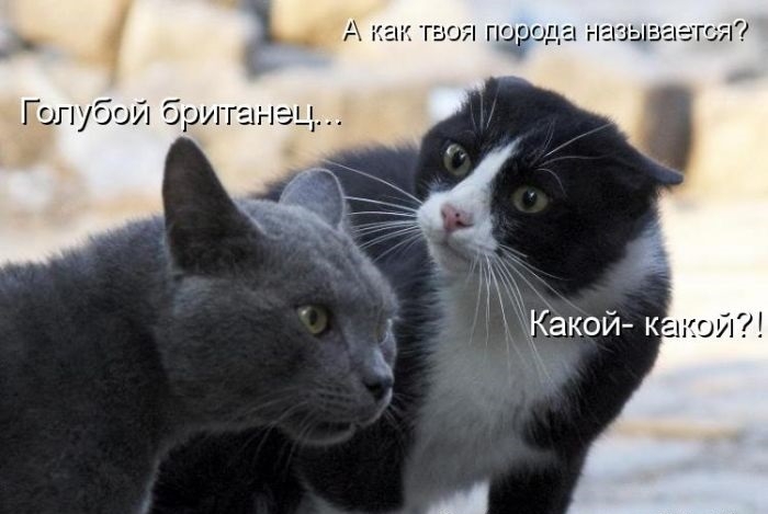 Котоматрицы