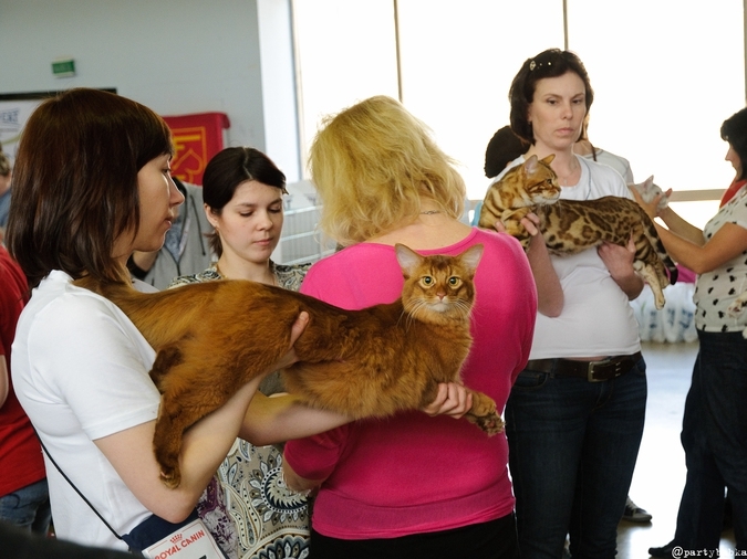 В Москве прошла выставка кошек «Возрождение-2014»