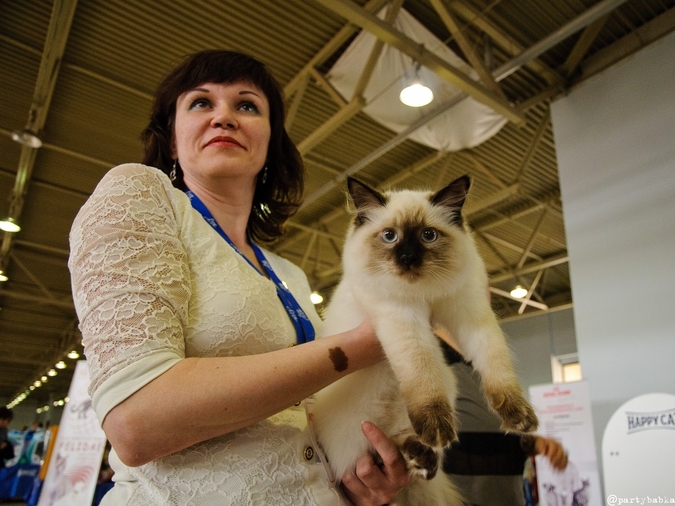 В Москве прошла выставка кошек «Возрождение-2014»