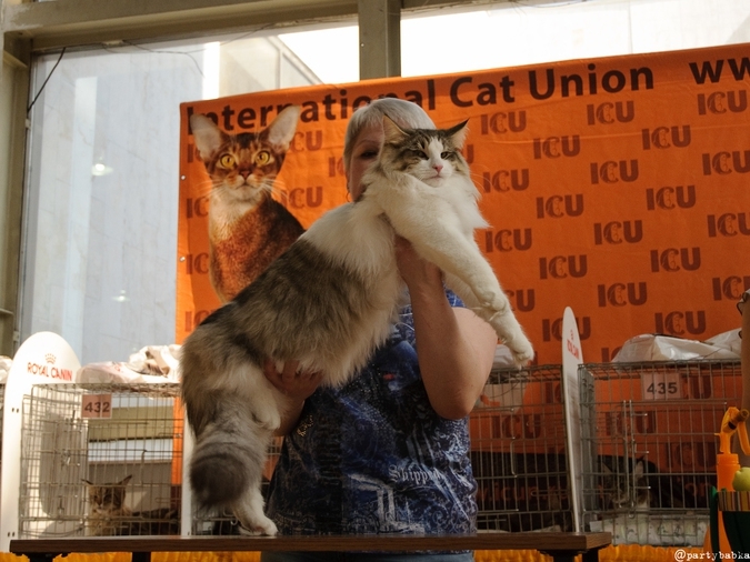 В Москве прошла выставка кошек «Возрождение-2014»