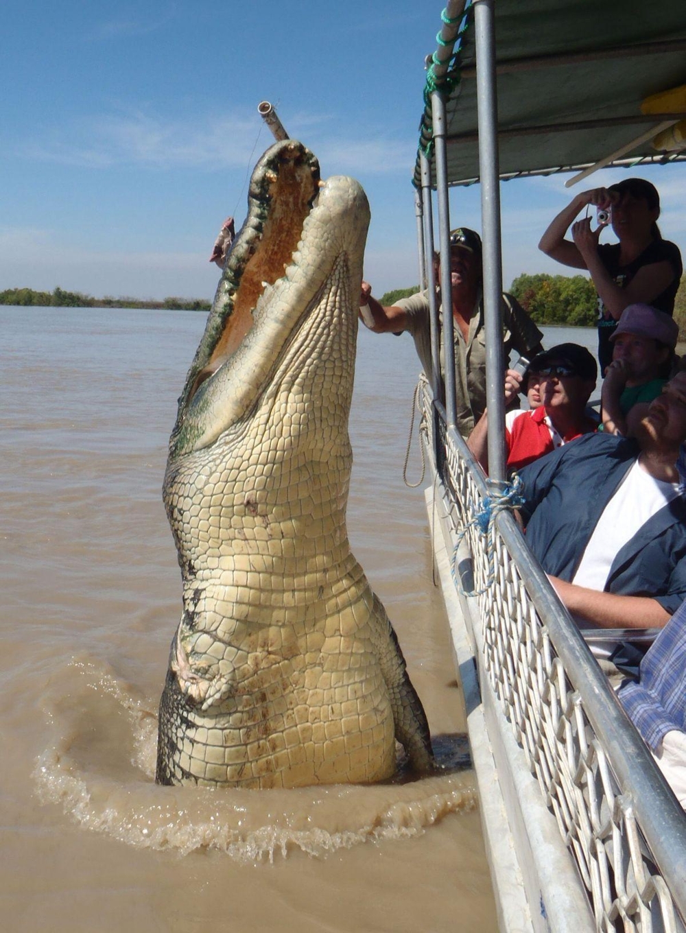 Брут, знаменитый крокодил с реки Аделаида, Австралия