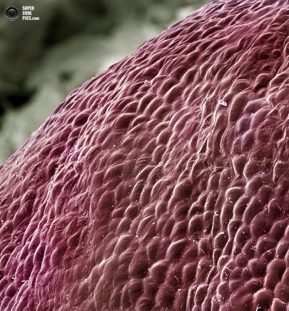 Еда под микроскопом