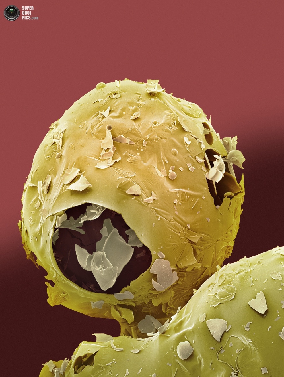 Еда под микроскопом