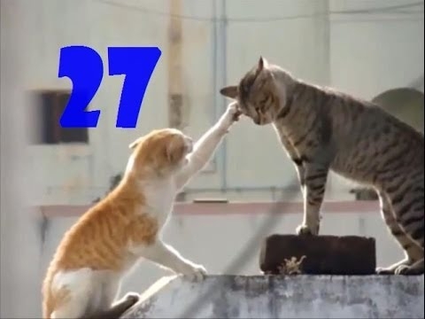 Смешные кошки. Выпуск #26 и Выпуск №27 