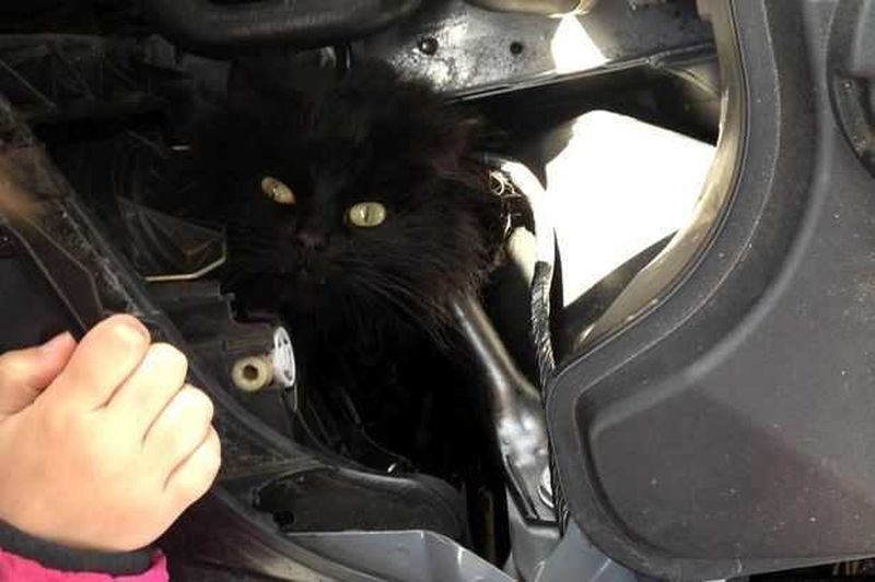 Кошка прожила две недели под капотом автомобиля