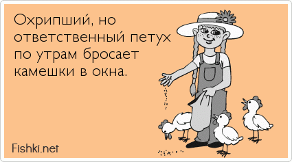 Охрипший, но  ответственный петух  по утрам бросает  камешки в окна. 