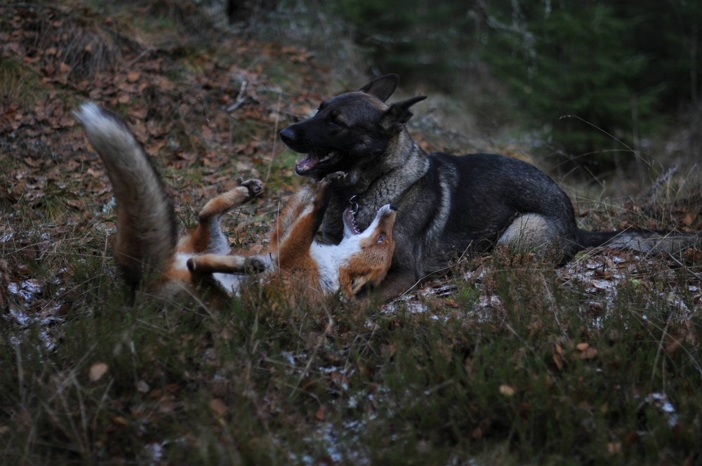 Дружба лисы и собаки