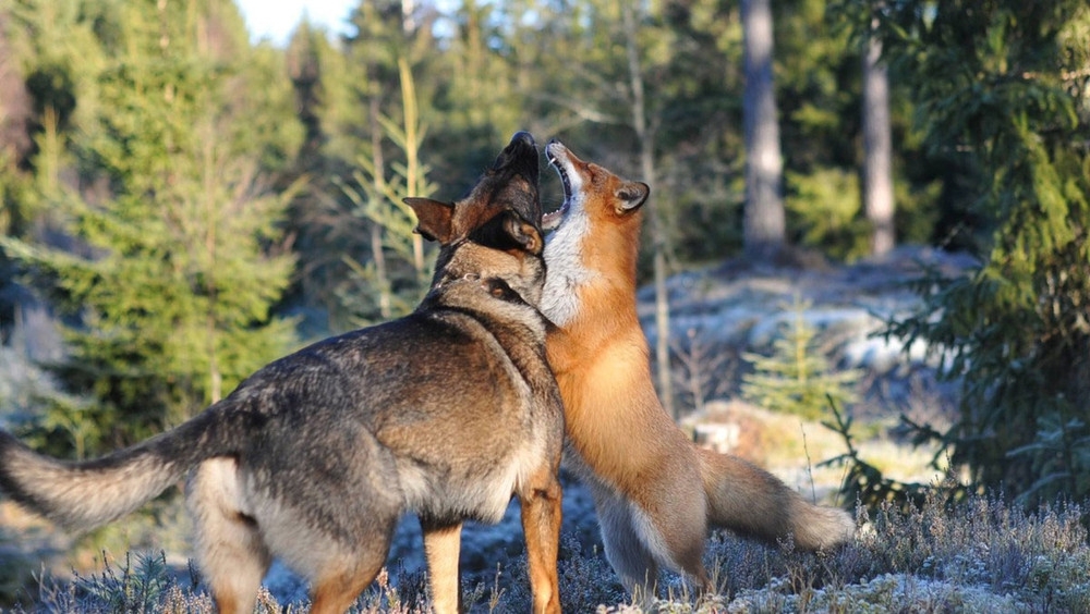 Дружба лисы и собаки