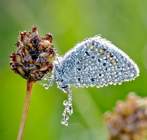 Макросъемка насекомых в каплях утренней росы