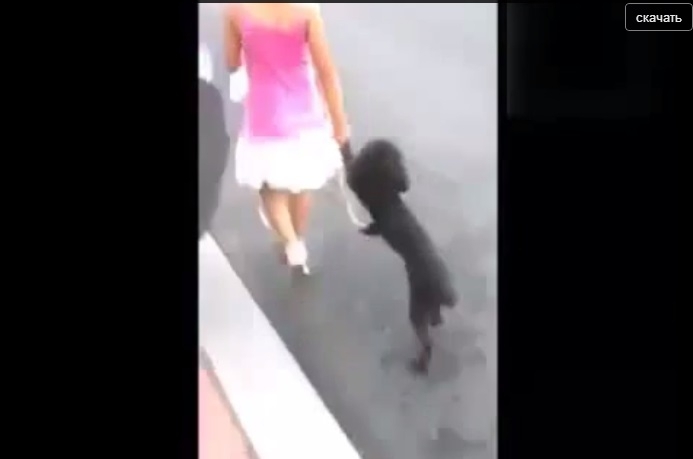 Пешеход с собакой