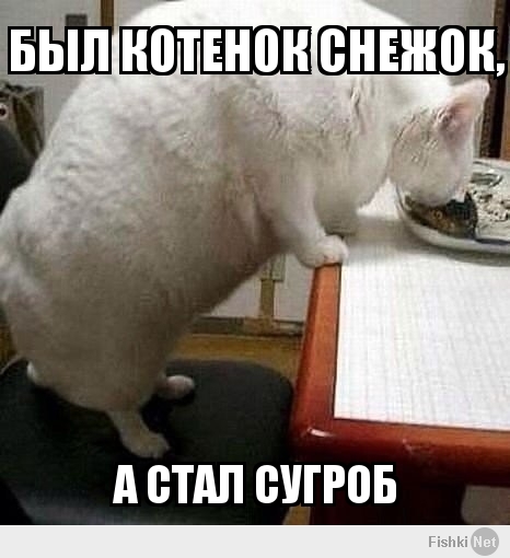 Был котенок Снежок,