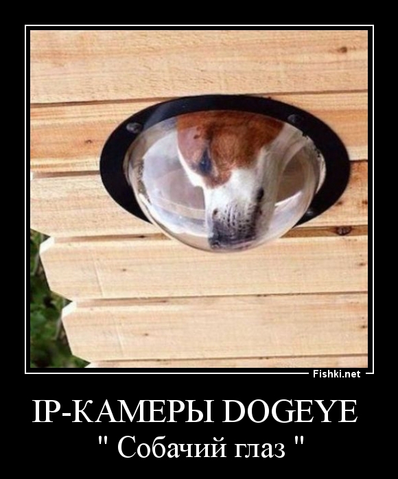 IP-камеры Dogeye 
