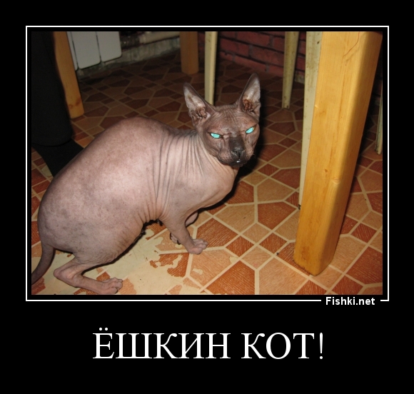 Ёшкин Кот!