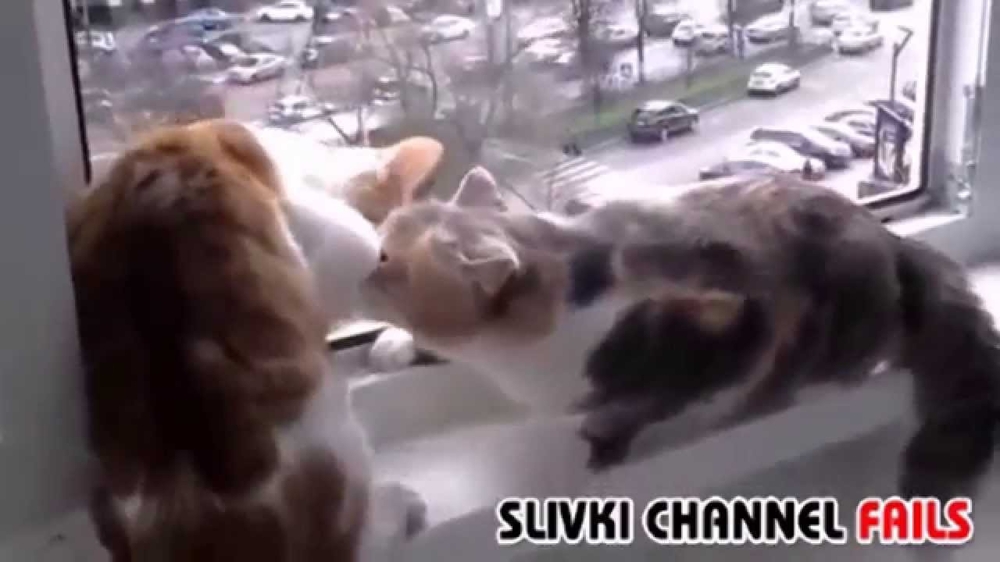 Кот пытается уберечь кошку от падения 