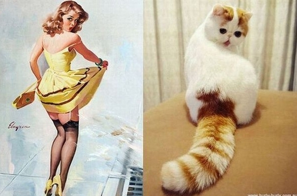 кошки vs девушки