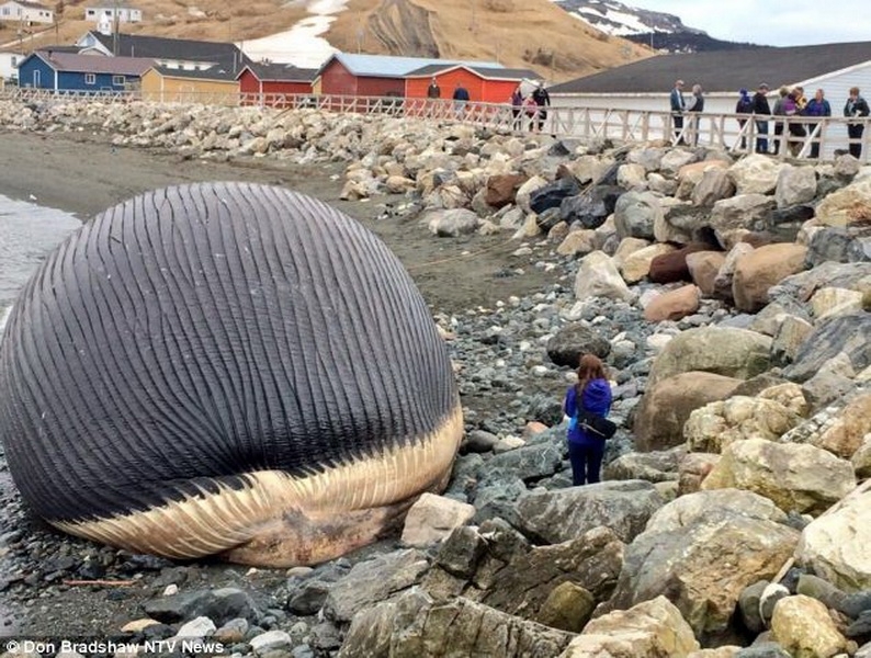 «Взрывоопасный» кит пугает жителей города Траут Ривер