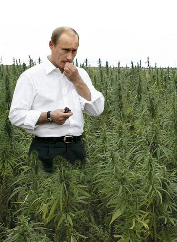 Памятка коноплевода.