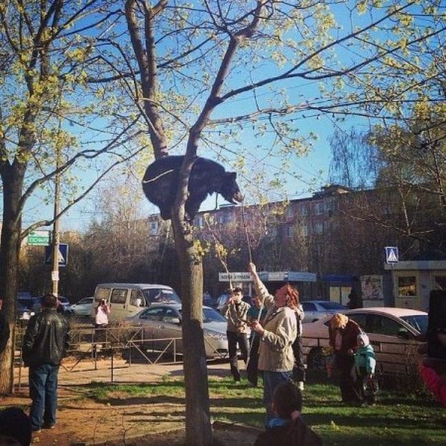 Такое возможно только в России