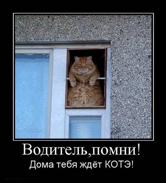 Обязаности кота по дому