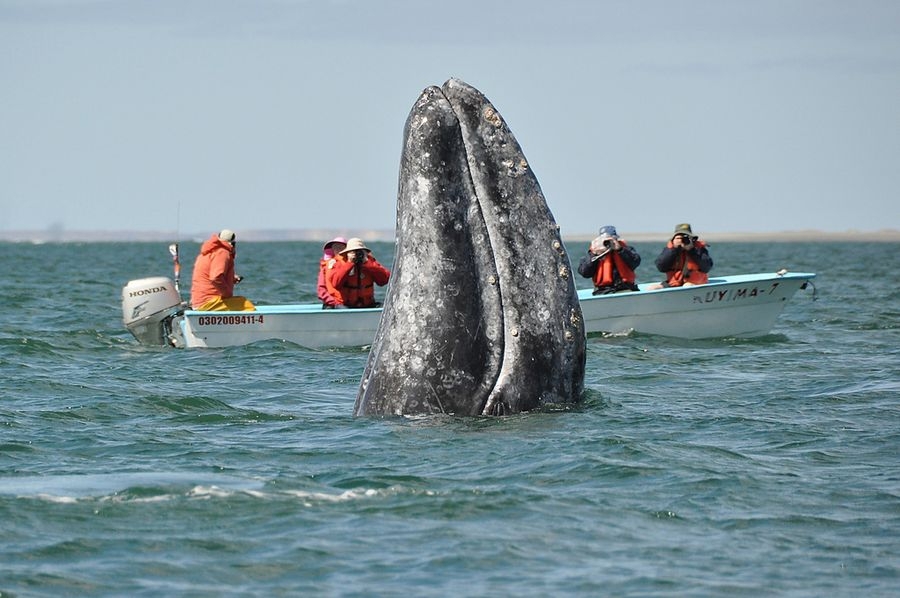Интересные факты про китов
