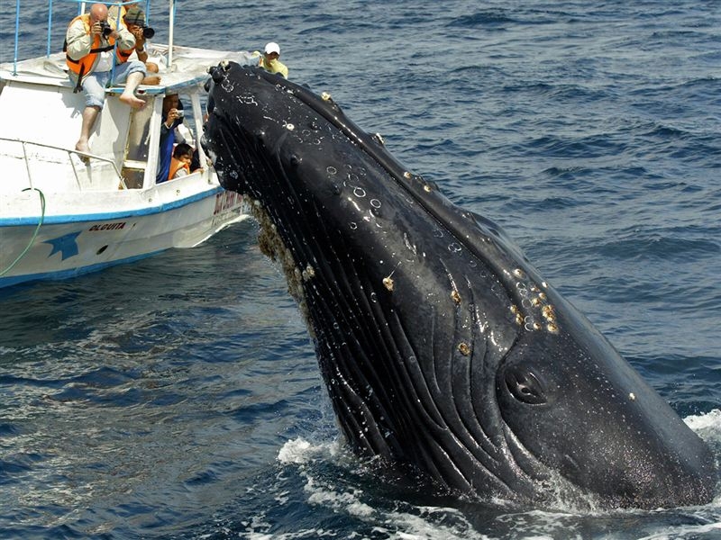Интересные факты про китов
