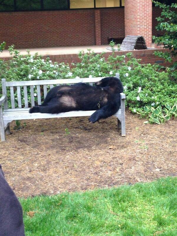 Черного медведя оставили разлагаться на лавочке у университета