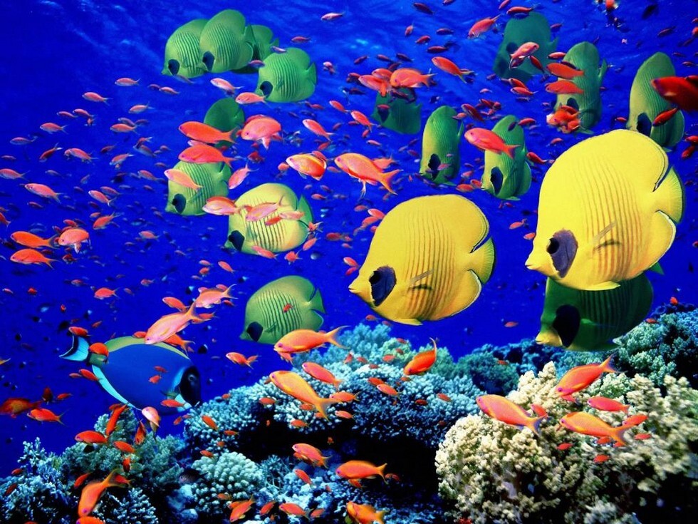Необыкновенный подводный мир Бананового рифа 