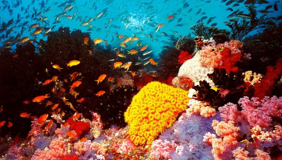 Необыкновенный подводный мир Бананового рифа 