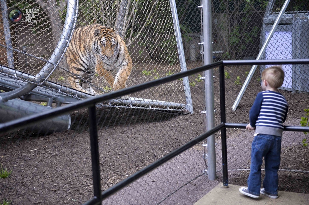  Переход для больших кошек в Зоопарке Филадельфии