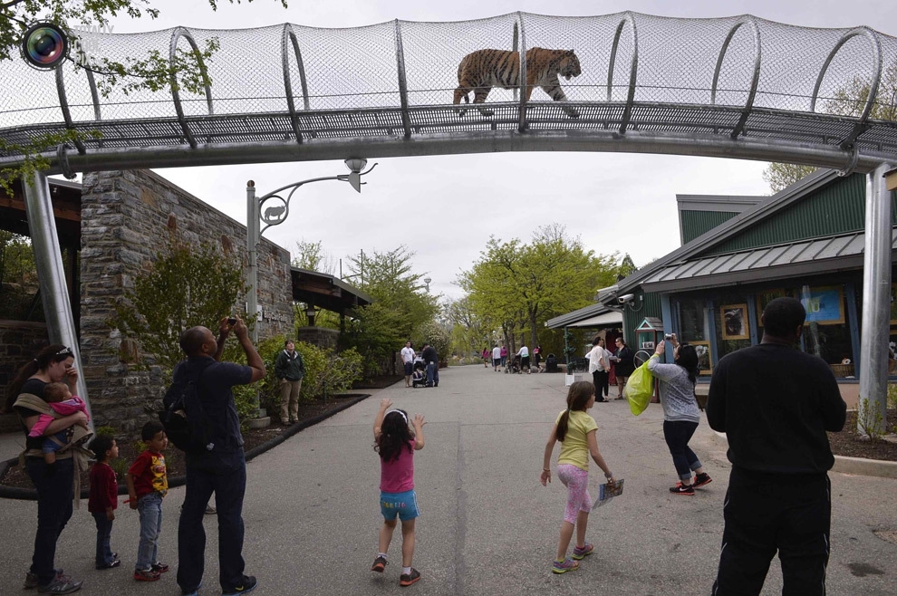  Переход для больших кошек в Зоопарке Филадельфии