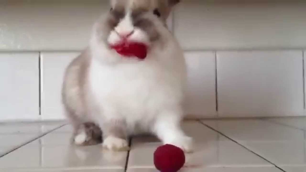 Кролик кушает малину  