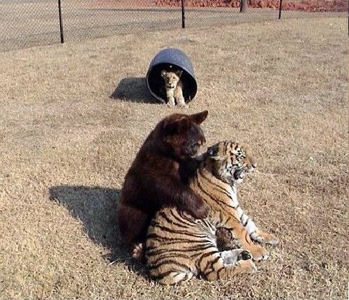 Лев тигр и медведь живут вместе.