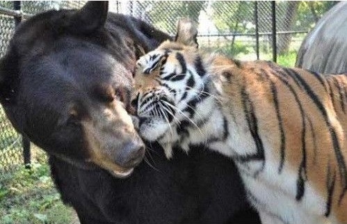 Лев тигр и медведь живут вместе.