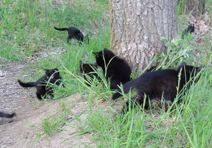 Жители Курска спасли обреченных на смерть котят