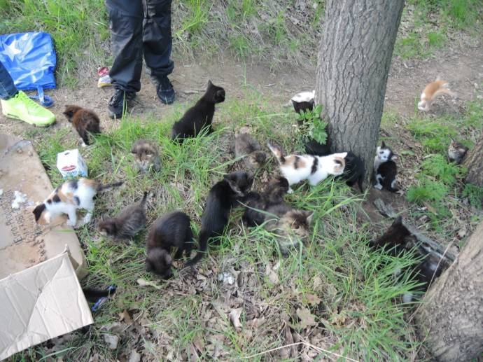 Жители Курска спасли обреченных на смерть котят