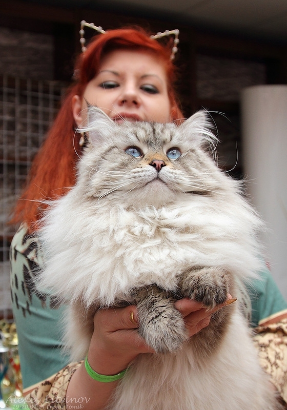 Выставка кошек в Томске