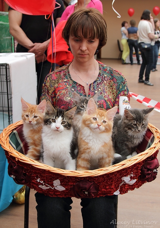 Выставка кошек в Томске