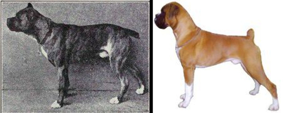 Породистые собаки: 100 лет назад и сейчас