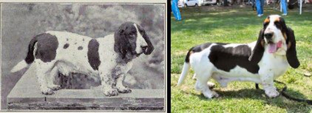 Породистые собаки: 100 лет назад и сейчас