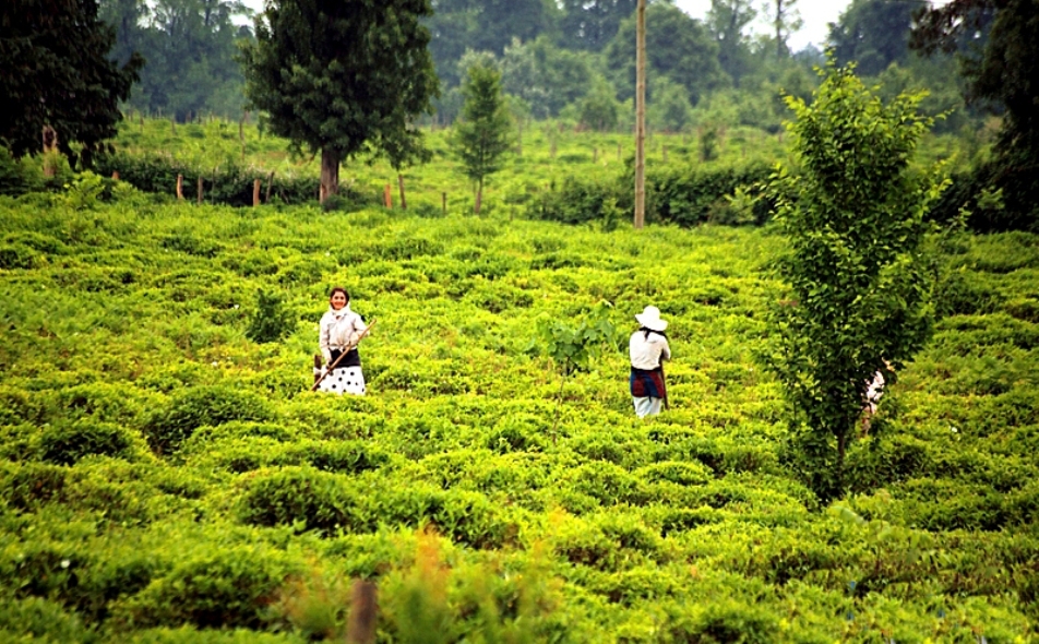 Пейзажи чайных плантаций