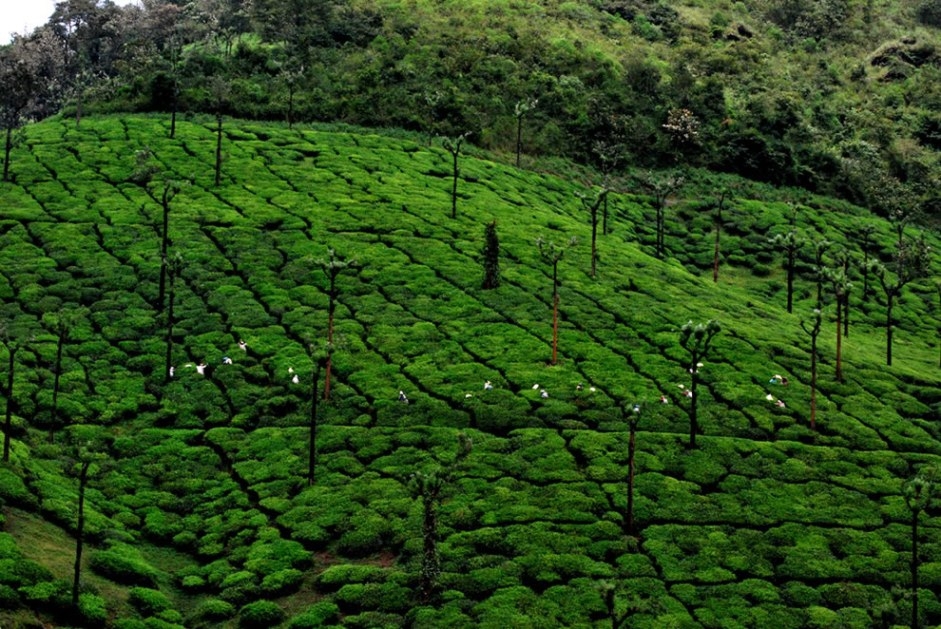 Пейзажи чайных плантаций