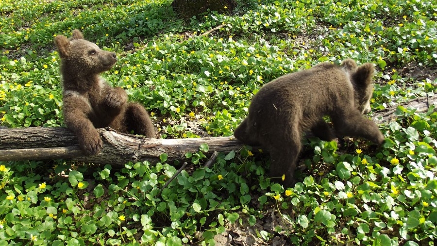 Медвежата в Улу -Теляке